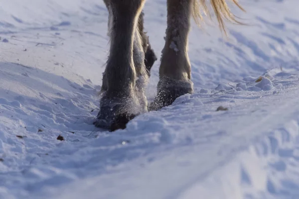 Jakutská Koně Zimě Sněhu Plemeno Koně Yakut — Stock fotografie