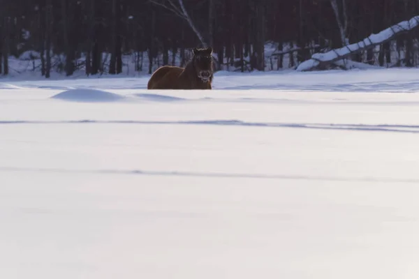 Jakutská Koně Zimě Sněhu Plemeno Koně Yakut — Stock fotografie