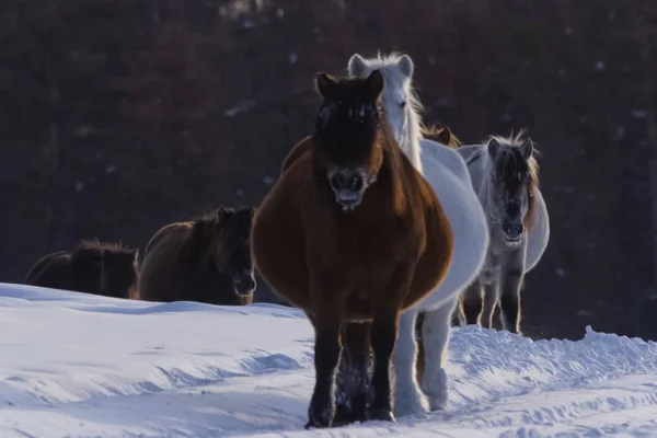 Jakutská Koně Zimě Sněhu Plemeno Koně Yakut — Stock fotografie