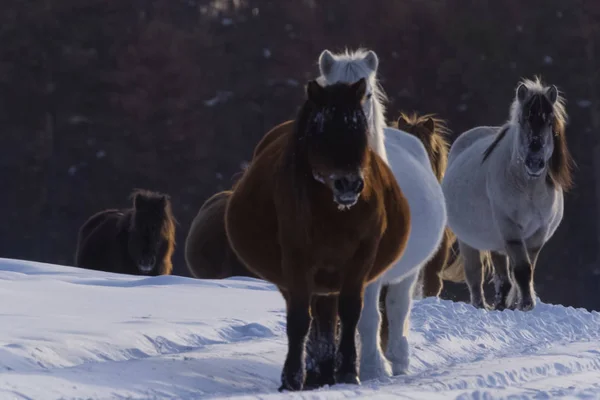 Cavalos Yakut Inverno Neve Raça Cavalos Yakut — Fotografia de Stock