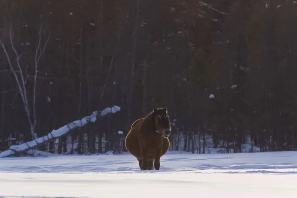 Cavalos Yakut Inverno Neve Raça Cavalos Yakut — Fotografia de Stock