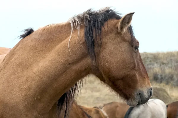 Manada Caballos Otoño Los Pastos Caballos Pastoreo —  Fotos de Stock