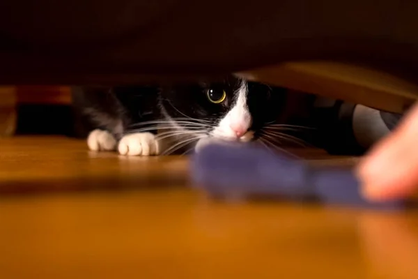 A black-and-white cat plays with the owner. Cat under the sofa