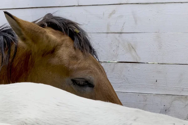 Los Caballos Están Corral Caballos Espacio Cercado —  Fotos de Stock