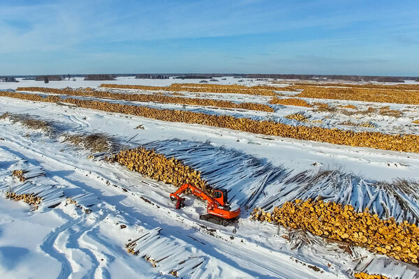 The felled trees lie under the open sky. Deforestation in Russia. Destruction of forests in Siberia. Harvesting of wood.