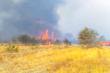 Steppe yangını. Yanan kuru otlar, ateş ve duman