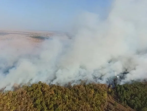 Pożar Lasu Dym Okolic Dym Ogień — Zdjęcie stockowe