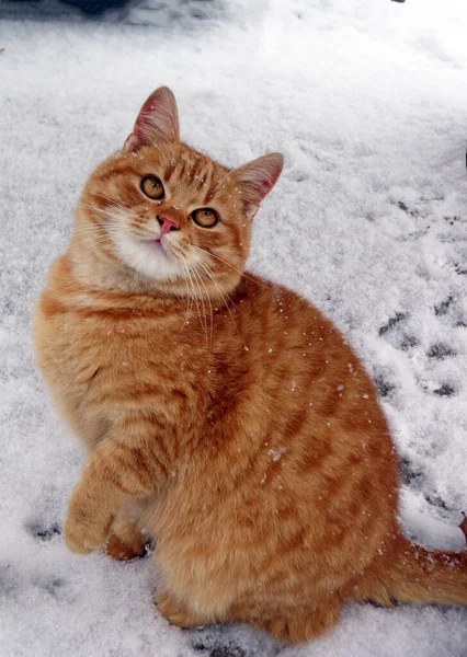 Fluffig Ung Röd Katt Sitter Snön Vintern — Stockfoto