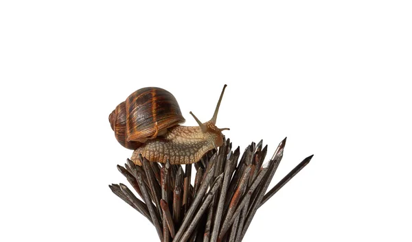 Snail on nails — Stock Photo, Image