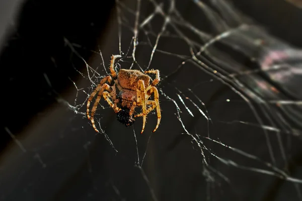 Riesige Spinne im Netz — Stockfoto