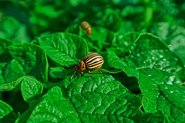 Kolorado-Käfer auf Kartoffeln Stockbild