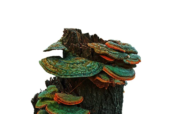 Stump with mushrooms Stock Photo