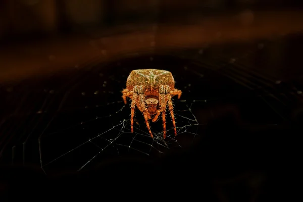 Желтый паук — стоковое фото
