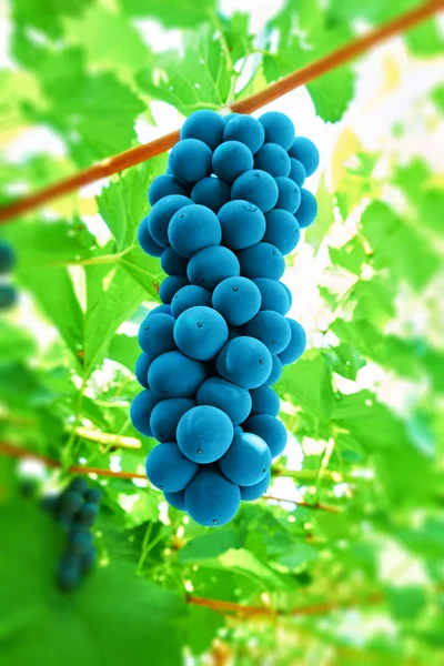Uvas negras en la vid — Foto de Stock