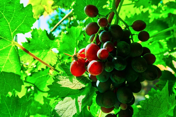 Avispa y uvas negras —  Fotos de Stock