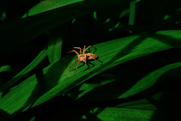 Spinne im Schatten — Stockfoto