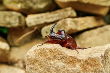 Gergedan böceği bir taş üzerinde