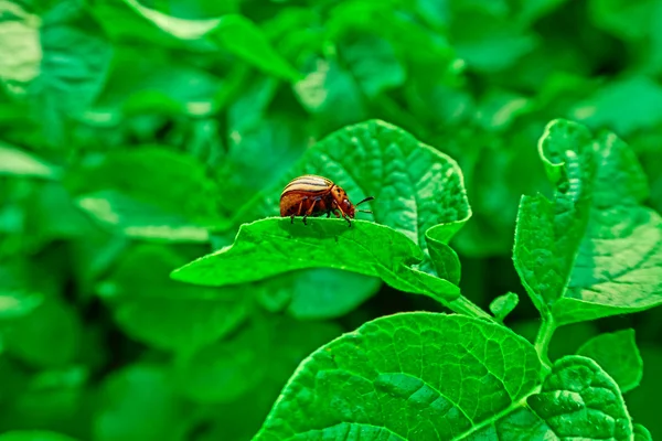 Besouro Colorado na folha de batata verde — Fotografia de Stock