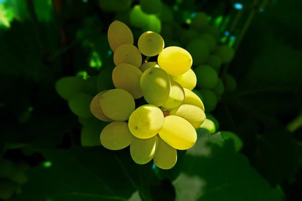 Um bando de uvas brancas — Fotografia de Stock