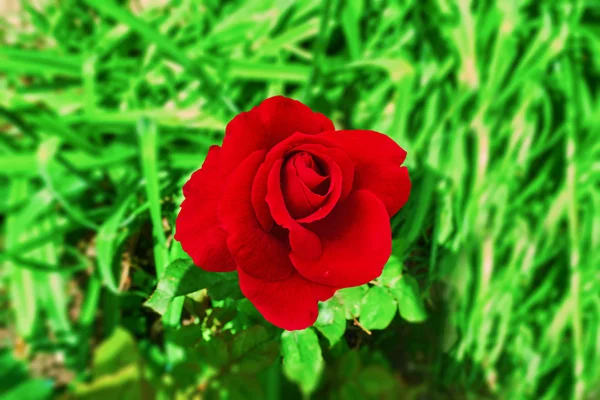 Велика темно-червона троянда — стокове фото