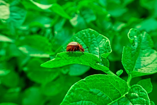 Kolorado-Käfer auf grünem Kartoffelblatt Stockbild