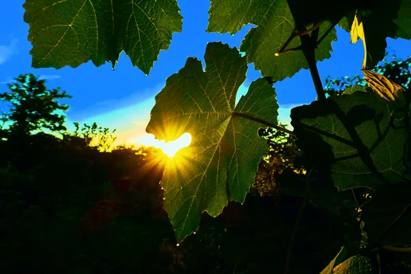 Letní svítání na vinici — Stock fotografie