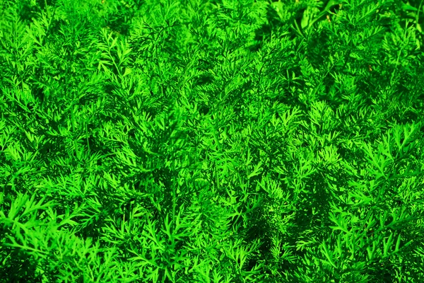 Zielone tło uprawa marchwi — Zdjęcie stockowe