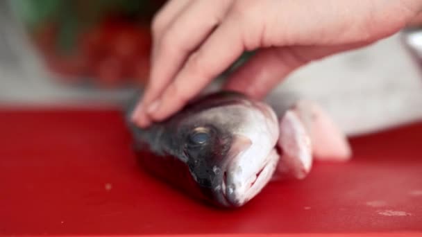 Chef mãos estão cortando peixe fresco em filetes com faca — Vídeo de Stock