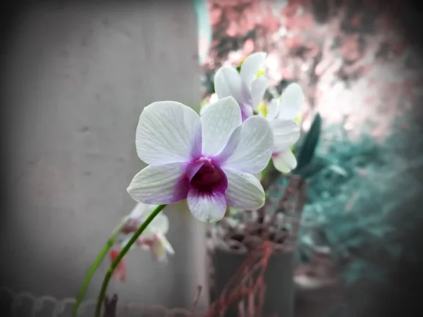 Beautiful Orchid Flower — Stock Photo, Image