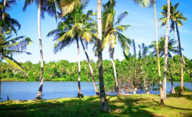 Doğal Güzel Göl ve Mangrov Ağacı
