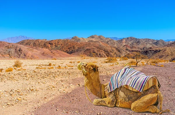 O passeio de camelo entre as rochas — Fotografia de Stock