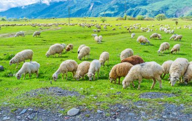 Yayla çayırı üzerinde