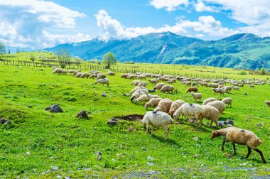 Dağlardaki koyunlar