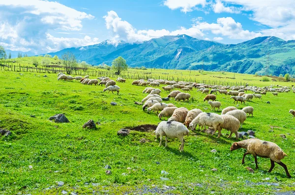 Dağlardaki koyunlar