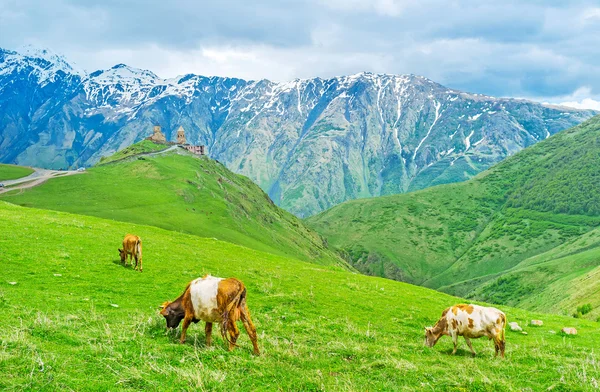 The pasture on the slope — Stock Photo, Image