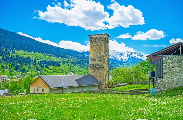 The dandelion meadow in Mestia — Stock Photo, Image