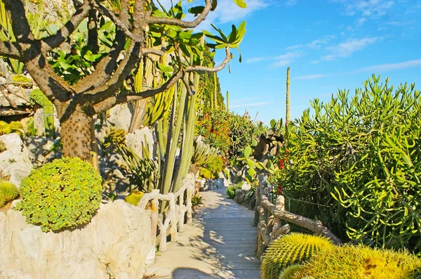摩纳哥的植物园 — 图库照片