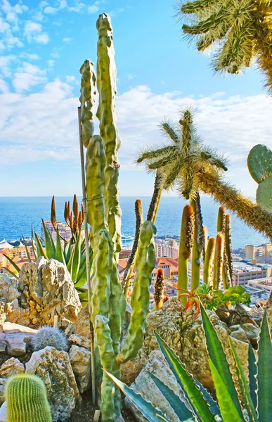 Los cactus en el acantilado — Foto de Stock