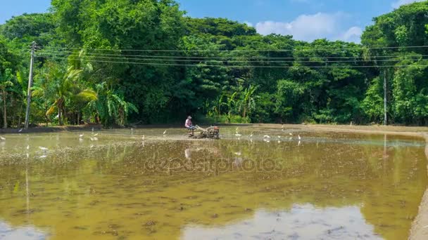 El campo de arroz — Vídeo de stock