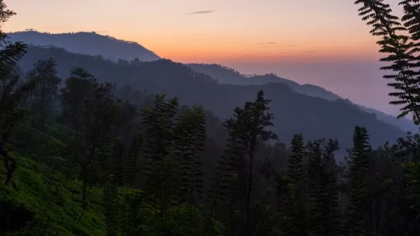 De zonsopgang boven thee velden — Stockvideo