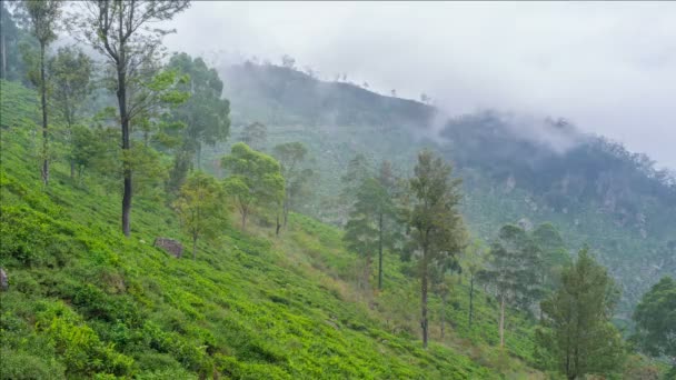 Чайні плантації — стокове відео