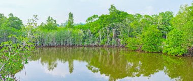 Madu Nehri üzerinde tekne turu