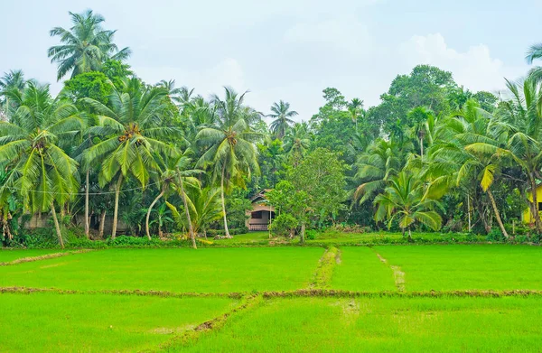 Peternakan padi di Hikkaduwa — Stok Foto