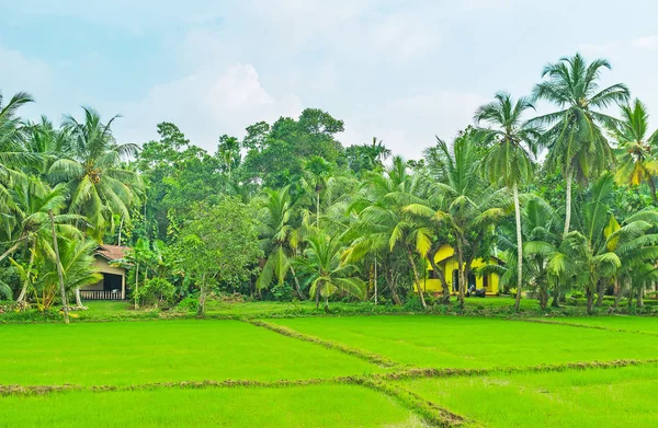Discover Sri Lankan farms — Stock Photo, Image