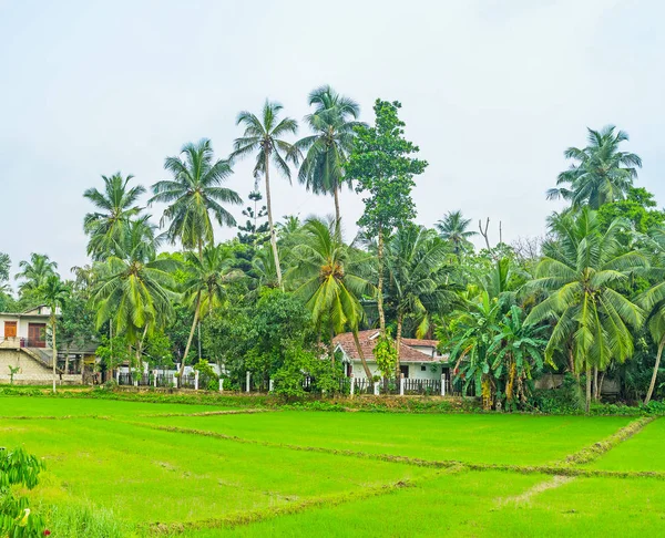 The cottages at the rice field — Stock Photo, Image