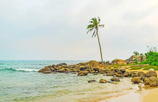 The lonely palm — Stock Photo, Image