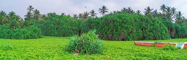 Panorama hutan-hutan — Stok Foto