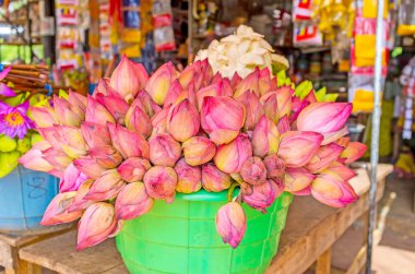 Lotus çiçek tomurcukları