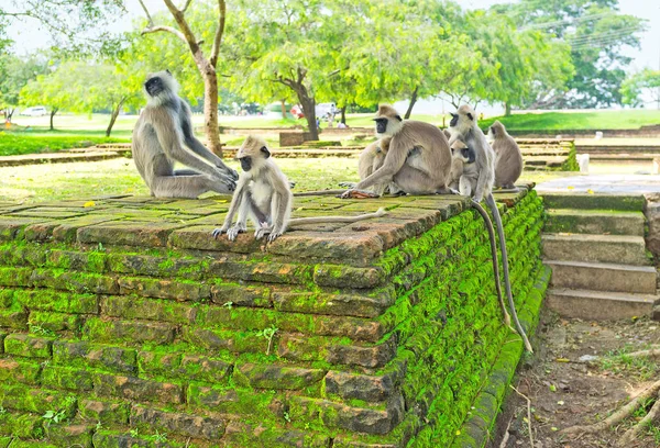 Los monos en el jardín — Foto de Stock