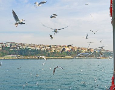 Uçan kuşlar